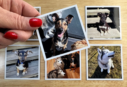 SnapMini  (set of 6 compact squares)